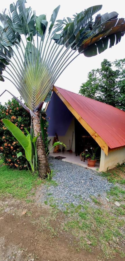 אוביטה Ballena Oasis Homes & Glamping מראה חיצוני תמונה